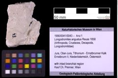 Foto (Objekt + Etiketten) von Longodromites angustus (Reuss 1858) (NHMW-GEO-1990-0041-0043)